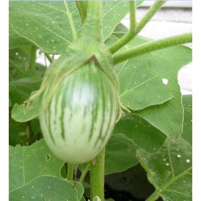 Hạt giống Cà Trứng Rồng Mã Lai/gói 0.3gram-tặng kèm gói phân bón lót