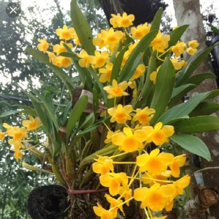 CHẬU LAN HOÀNG LẠP HÀNG THUẦN, HOA THƠM ĐẸP