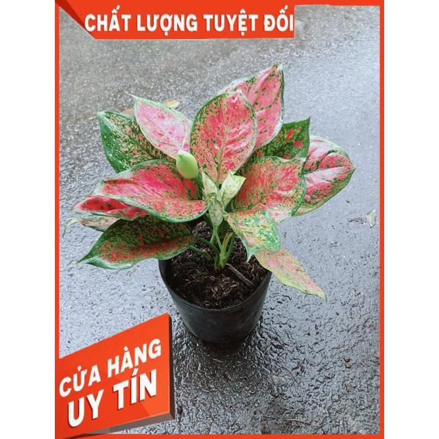 Cây Vạn Lộc