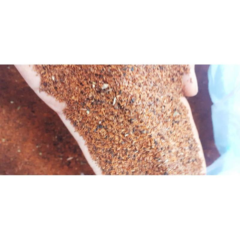 Hạt giống bạch đàn đỏ