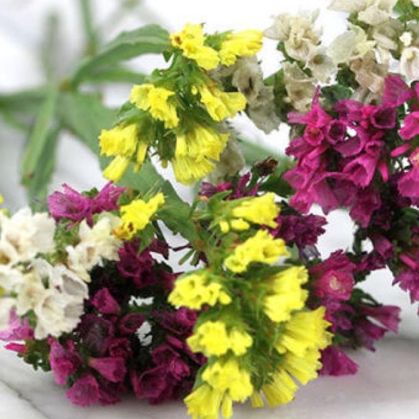 Hạt giống hoa salem nhiều màu dể trồng f1-gói 50 hạt
