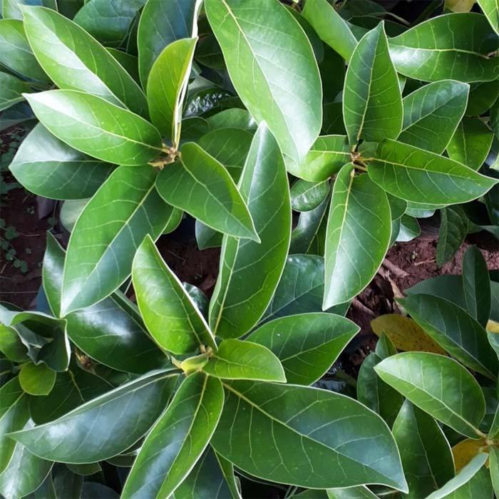 CÂY BƠ CU BA GIỐNG - CÂY GHÉP CHO TRÁI SỚM. .
