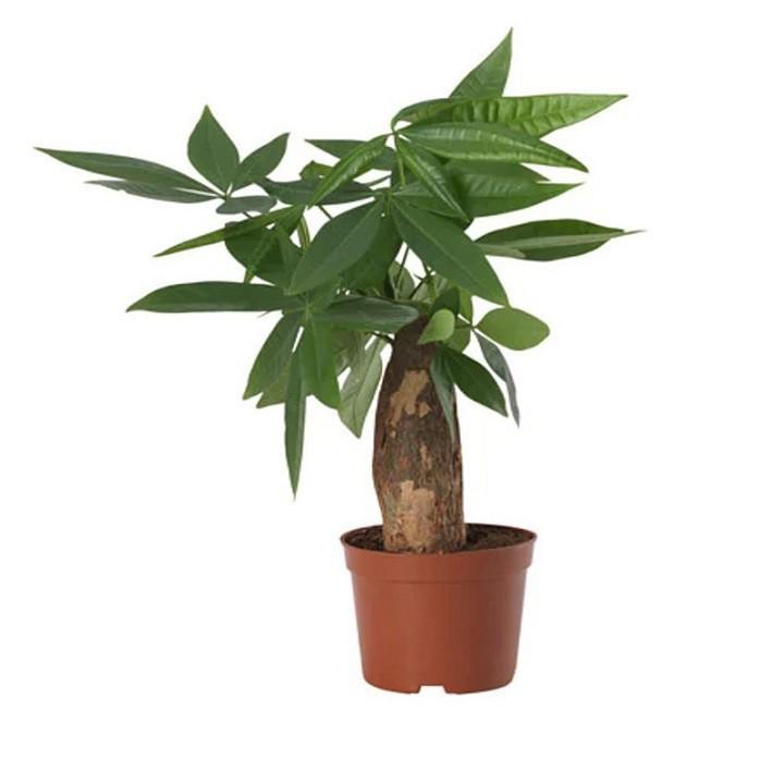 CHẬU CÂY KIM NGÂN CỦ TRÒN-MANG LẠI TÀI LỘC CHO GIA CHỦ