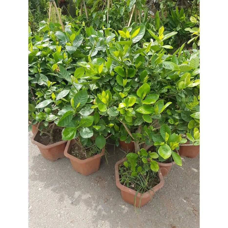 Bạch thiên hương chậu to cam kết chất lượng