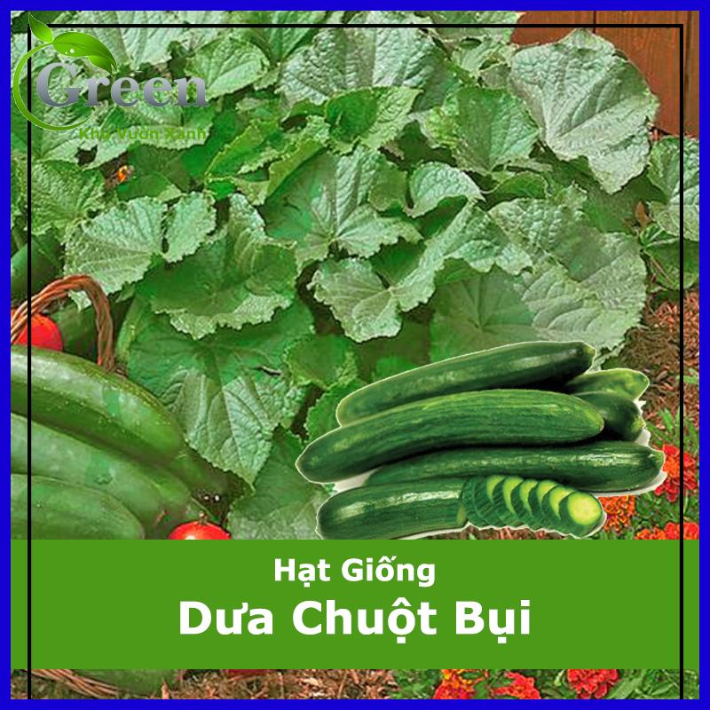 Hạt Giống Dưa Chuột Bụi Siêu Giòn (10 Hạt)