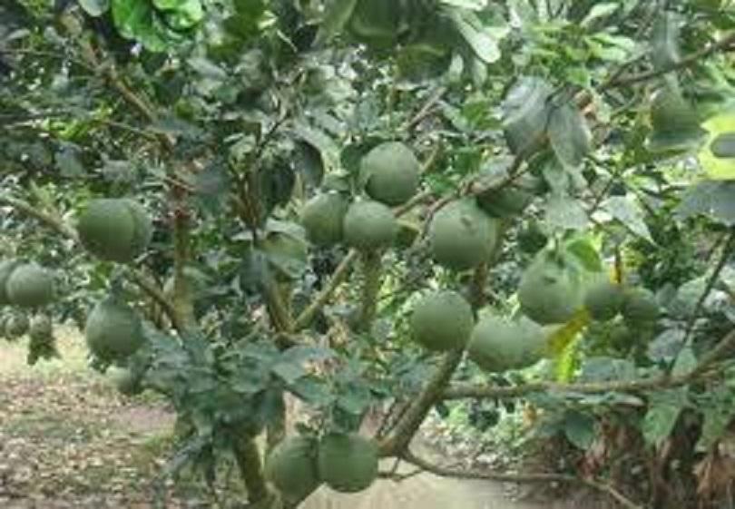 Bưởi da xanh miền bắc, cây bầu to khỏe, cam kết giống chuẩn