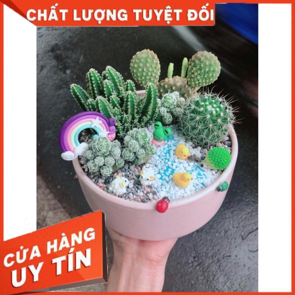 Chậu xương rồng tiểu cảnh Nhiều Người Mua
