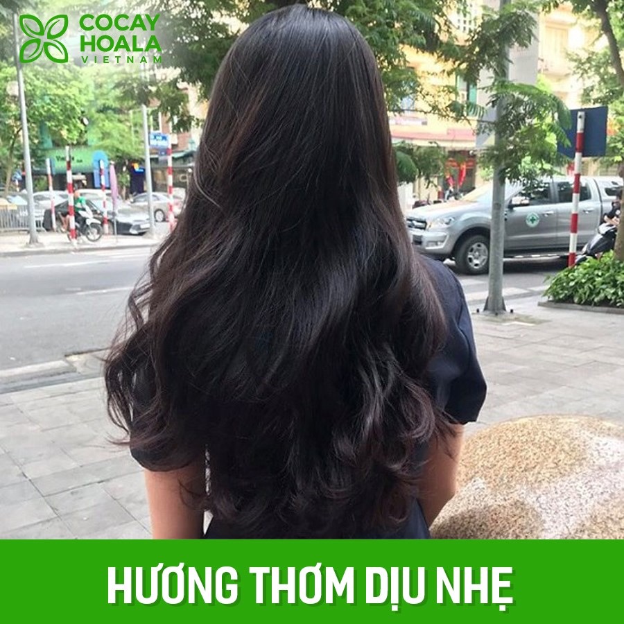 Combo 2 Dầu gội Hà Thủ Ô COCAYHOALA chai lớn 450g phục hồi tóc hư tổn Tặng 1 dầu xả gừng làm mềm tóc (150ml)