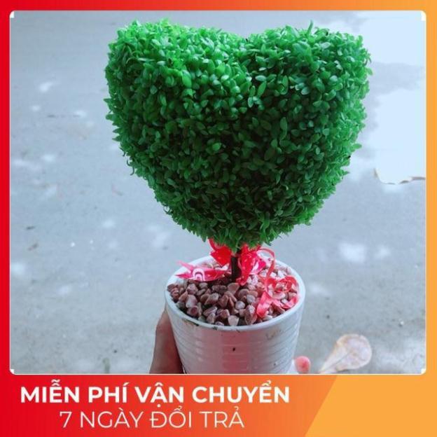 Chậu Cây May Mắn Trái Tim