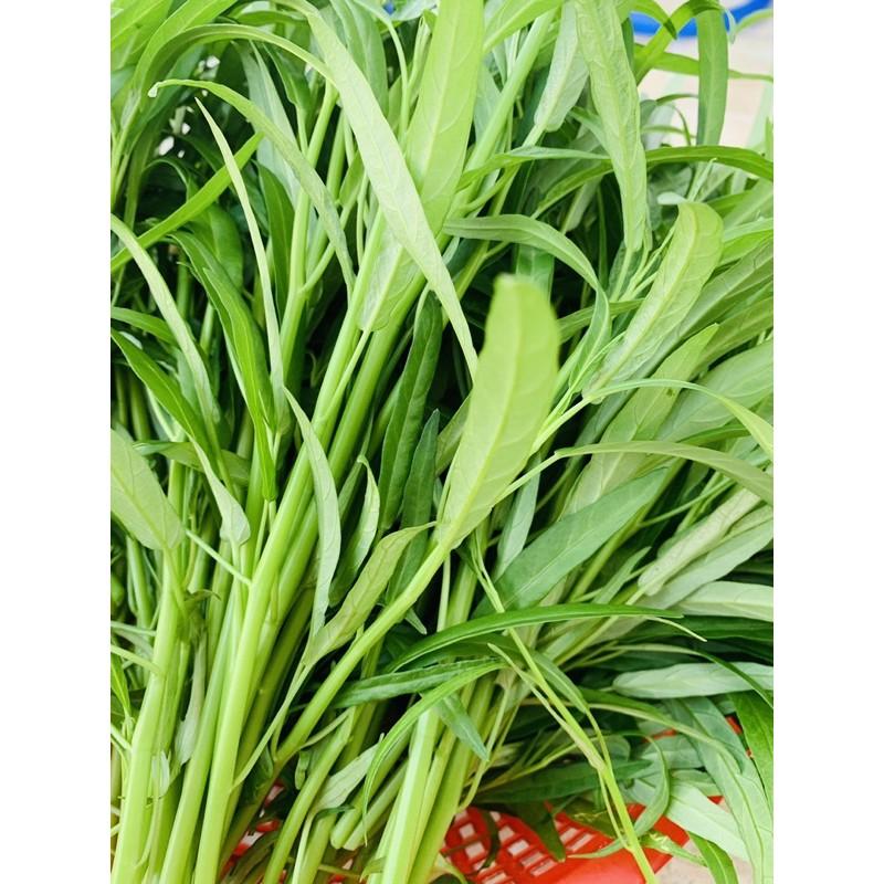 Hạt giống rau muống