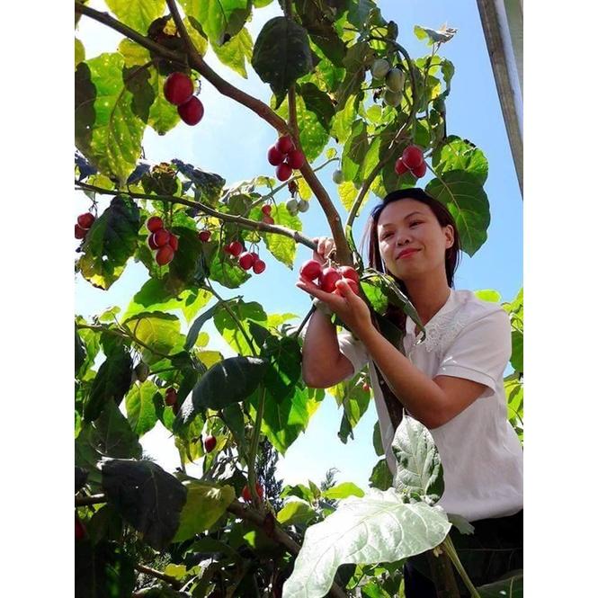 CÂY GIỐNG CÀ CHUA THÂN GỖ