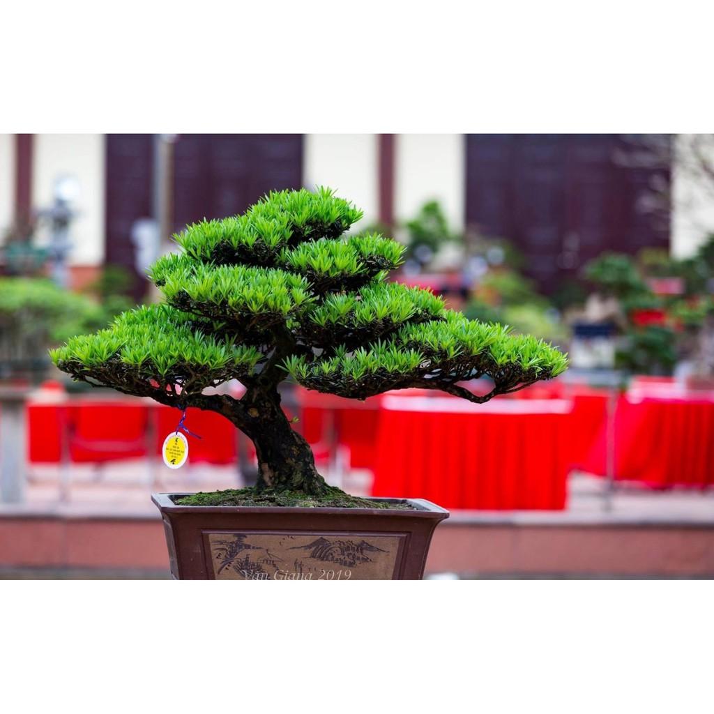 Combo 04 cây giống TÙNG LA HÁN - CÂY BONSAI - SIÊU ĐẸP GIÁ SIÊU RẺ