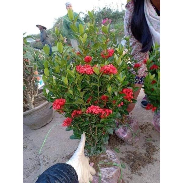 Cây giống mẫu đơn bỉ