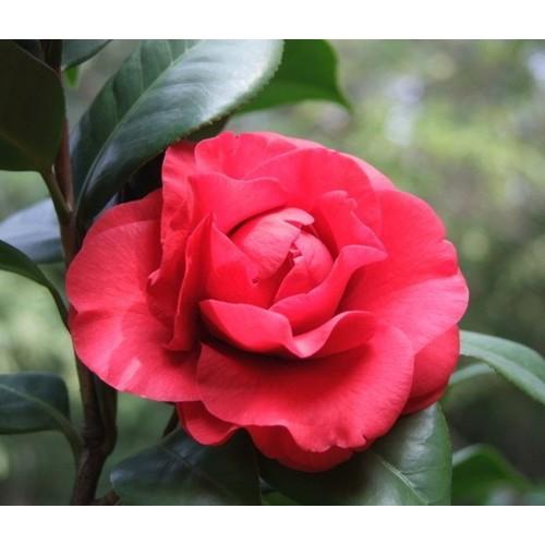Bầu cây hoa trà my đỏ cổ-cây giống nguyên bầu - TMNSBU