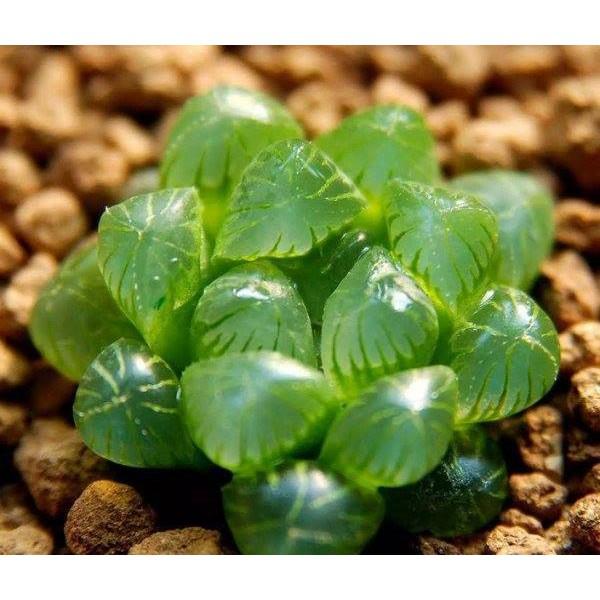 Hạt giống sen đá kim cương mix - 1 gói 200 hạt
