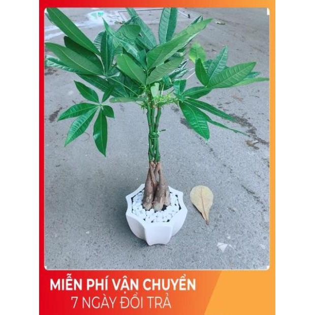 Chậu Kim Ngân 5 Thân Thắt Bính