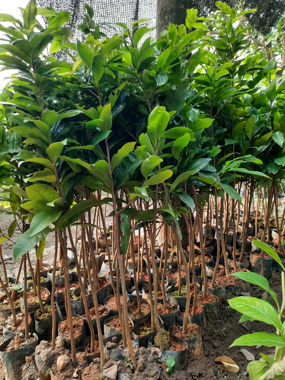 CÂY MAI ĐẠI LỘC GIỐNG CHƯA UỐN BONSAI