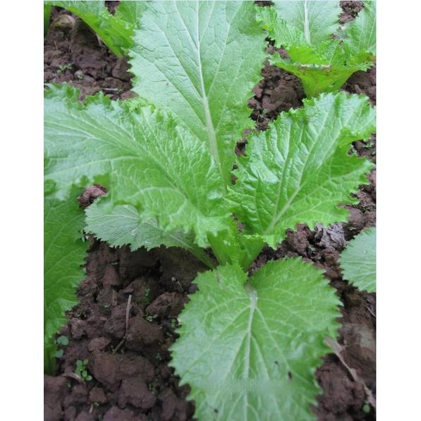 Hạt giống rau cải mào gà cao sản KNS3397 - 1 gói 10gram