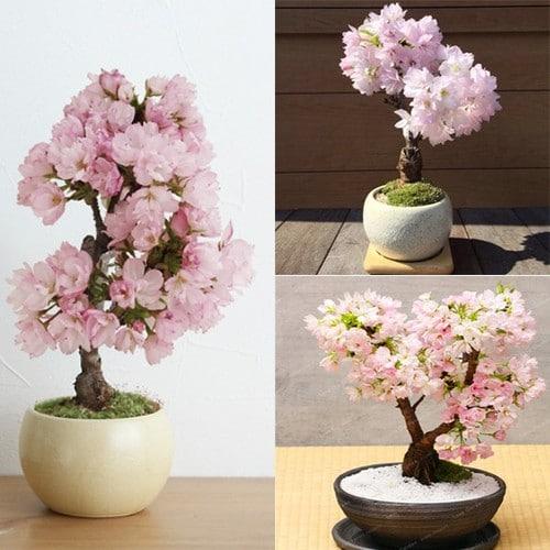Hạt Giống Hoa Anh Đào Nhật Bản -