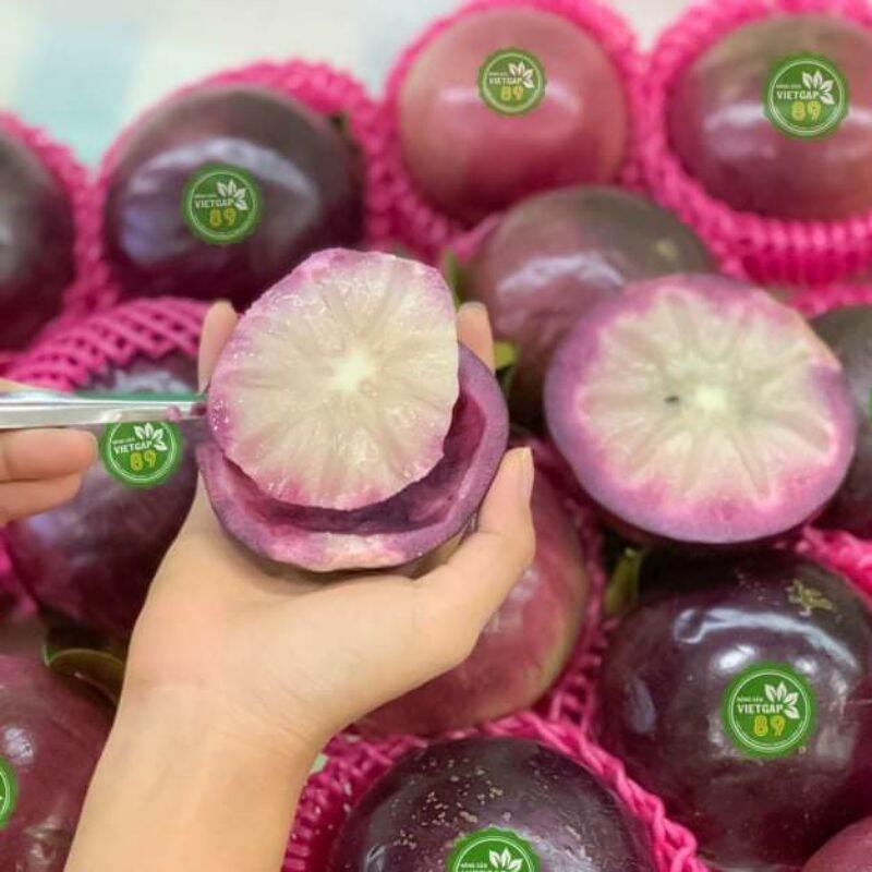Cây giống Vú Sữa Mika....chuẩn giống