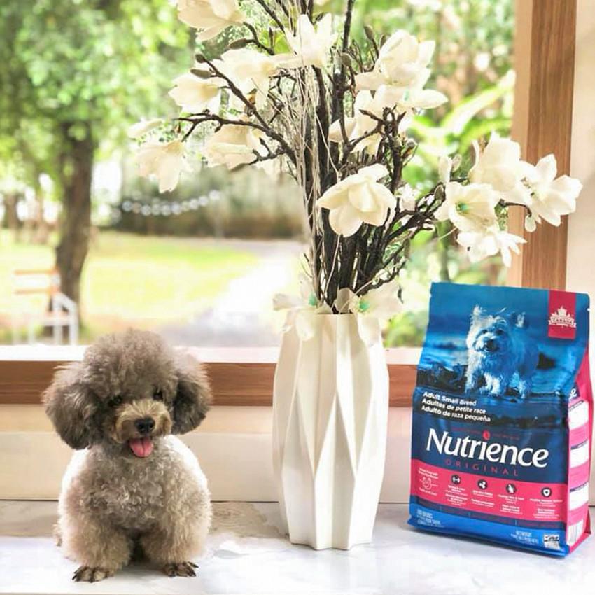 Thức Ăn Cho Chó Nutrience Bao 2,5kg Thịt Gà, Thịt Bò, Thịt Cừu, Cá Hồi - Hỗ Trợ Da Lông, Xương Sụn Cơ Khớp, Hệ Tiêu Hoá