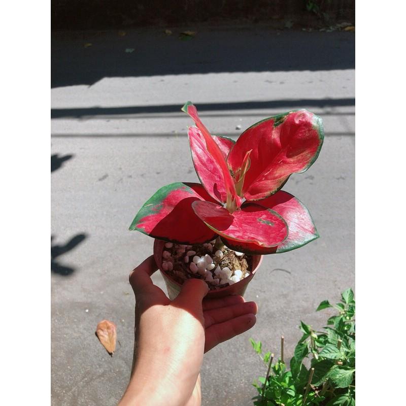 Cây Huyết Rồng