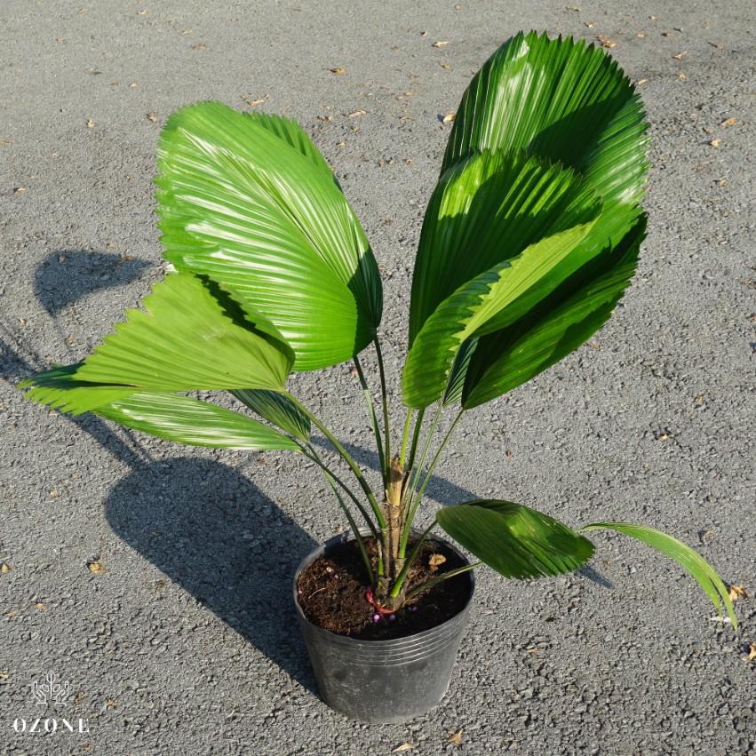 CÂY KÈ NHẬT ,CÂY KÈ NHẬT - BẦU CÂY GIỐNG