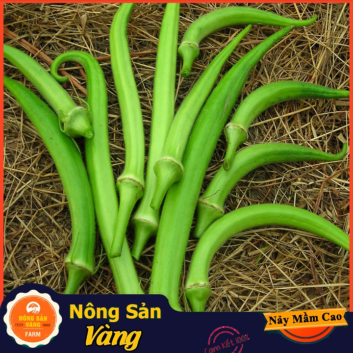 Hạt giống Đậu Bắp Cao Sản ( Gói 20 Gram ) - Nông Sản Vàng