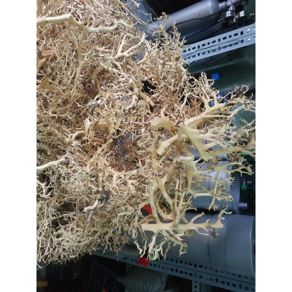 Lũa Xương chùm dùng làm tán cây bonsai, bố cục hồ
