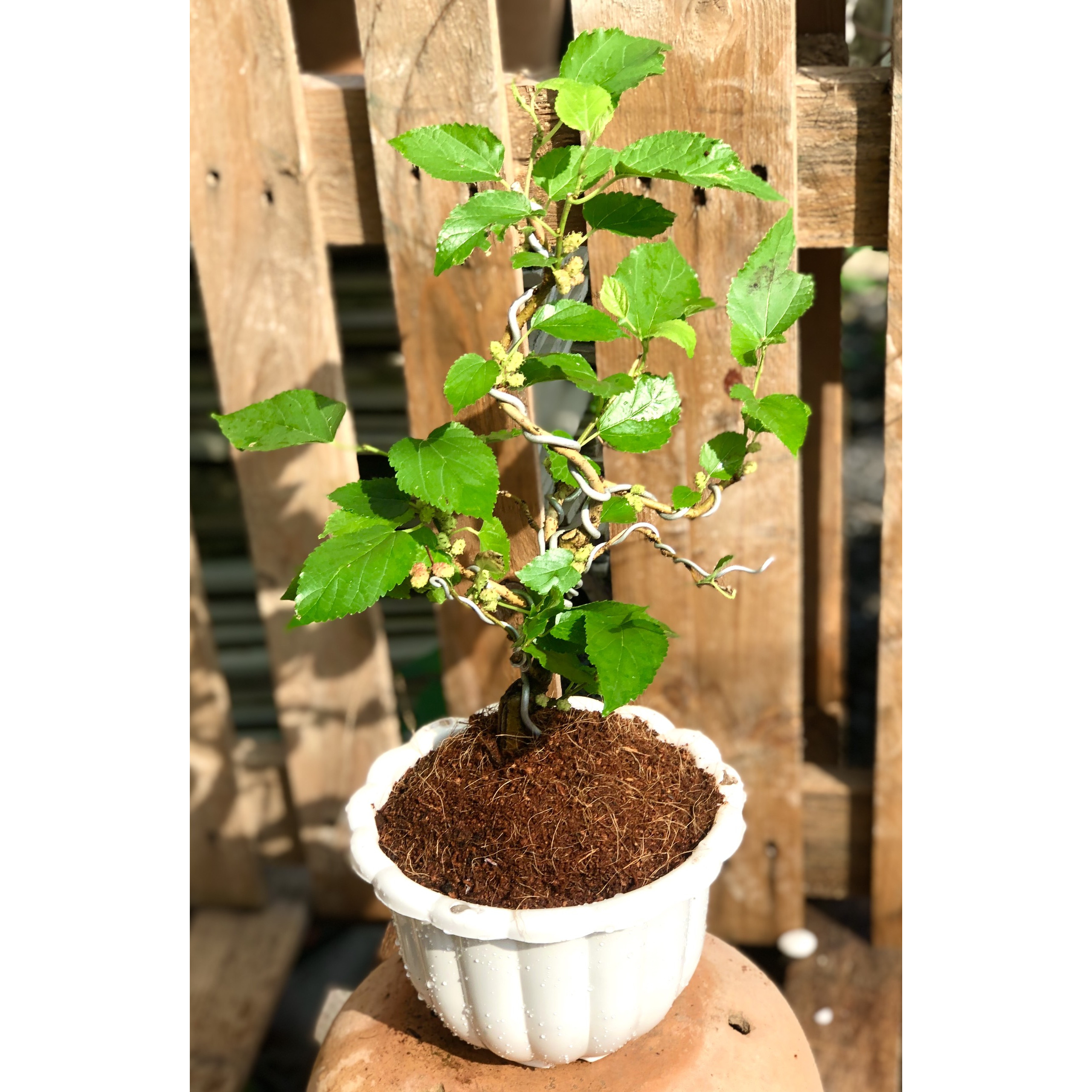 Cây dâu tằm bonsai