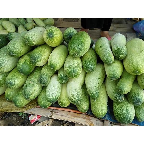 Hạt giống dưa chuột mèo KNS3356 - Gói 20 hạt