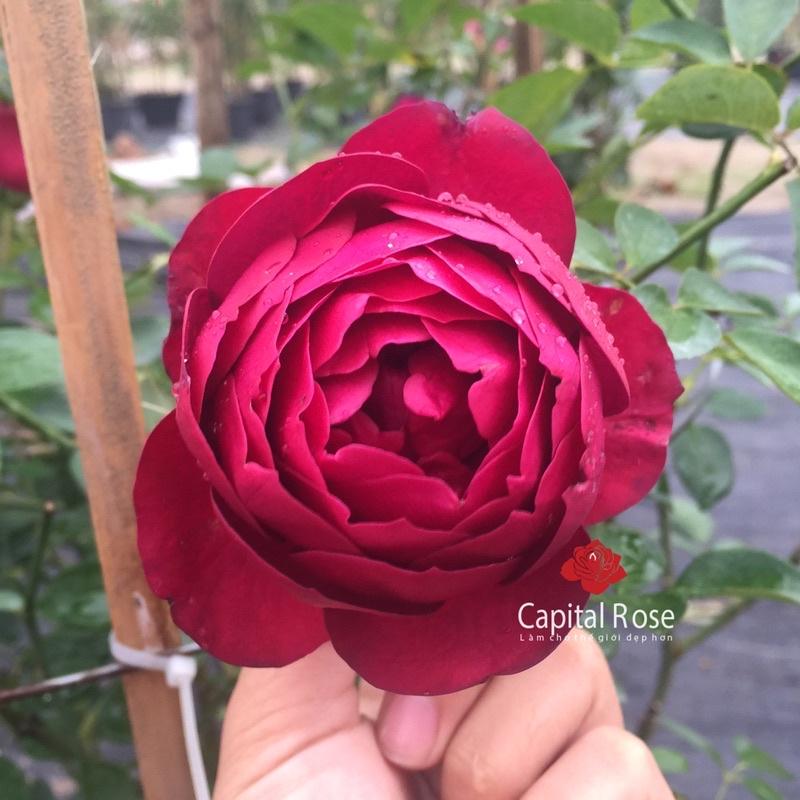 Hoa hồng ngoại Autunm Rouge Rose ( hồng nhật ) - hồng bụi, hoa thơm