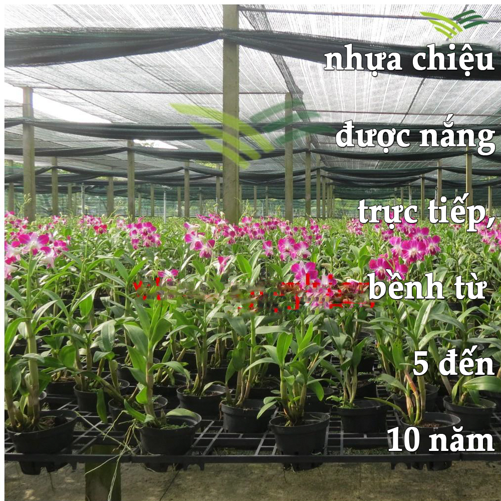 100 Chậu Nhựa đen Trồng Lan phi 11 Bền, Dẻo, có khe Treo chậu-77310