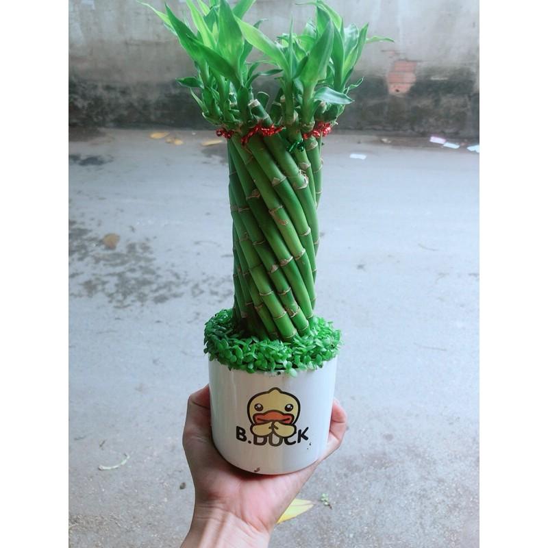 Chậu Trúc Phát Tài