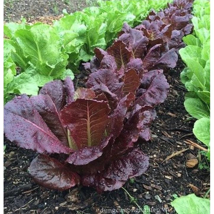 Hạt giống rau xà lách romaine đỏ dể trồng f1-gói 0,2gram-tặng kèm gói phân bón lót
