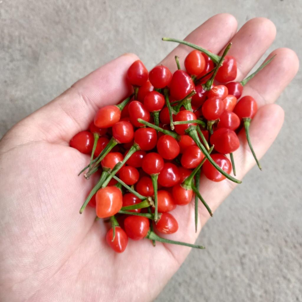 20 Trái Ớt Giống Siêu Cay Chiltepin