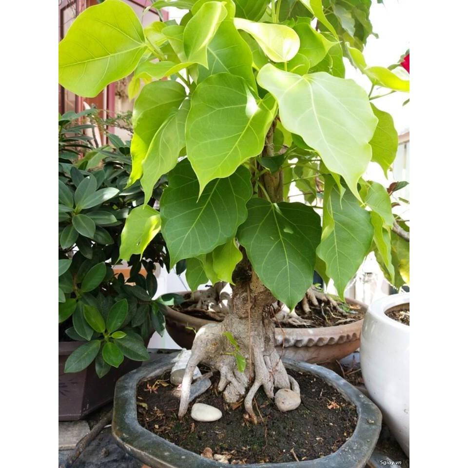 Hạt giống cây bồ đề ấn độ
