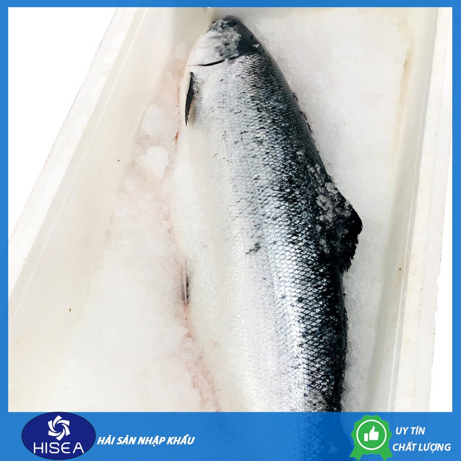 Cá hồi Nauy nguyên con -1 kg