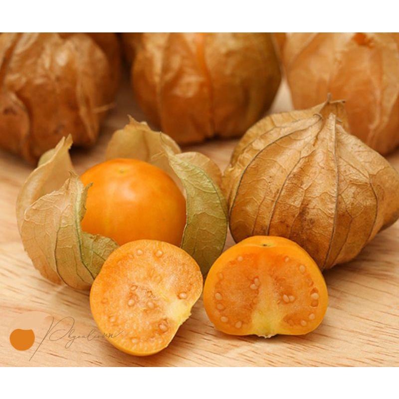 Nước cốt Tầm Bóp Thù Lù cô đặc chai lớn 1 lít