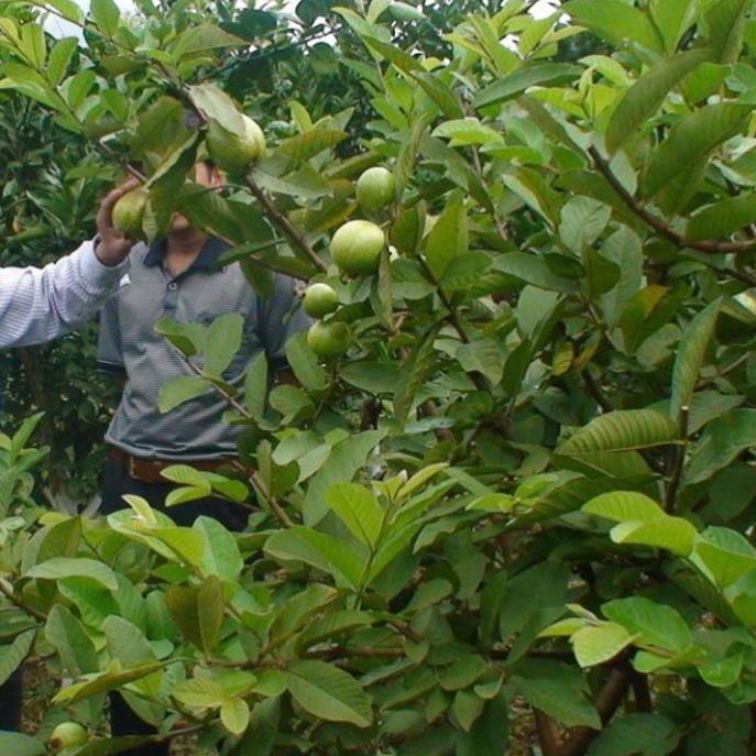 Cây giống ổi tứ quý, ổi tứ quý  60cm quả nhỏ ăn giòn - Hocviennongnghiep.vn