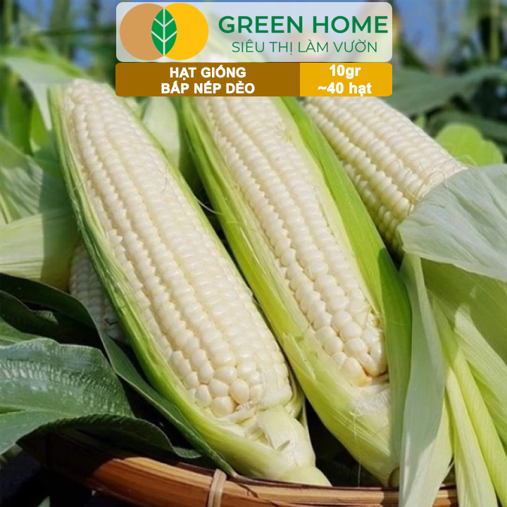 Hạt Giống Bắp Nếp Dẻo, Greenhome, Gói 10GR~40 hạt, Dễ Trồng Quanh Năm, Nảy Mầm Cao, T30