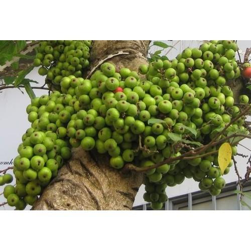 CHẬU SUNG THẾ , GIỐNG SUNG NẾP SIÊU QUẢ- MANG ĐẾN SỰ SUNG TÚC, ĐẦM ẤM, ĐỦ ĐẦY CHO GIA CHỦ - CGSTCNSQ