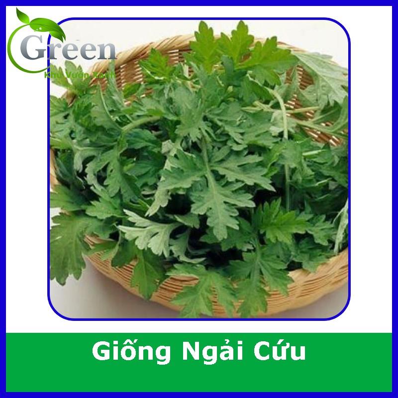 Hạt Giống Cây Ngải Cứu (50H)