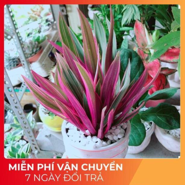 Chậu Cây Bảy Sắc Cầu Vòng