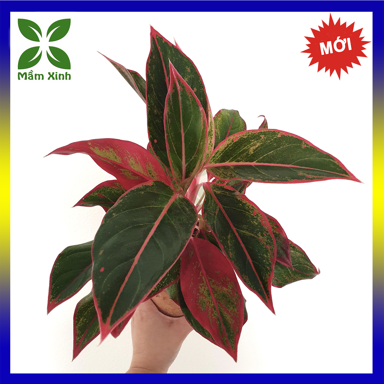 Cây giống phú quý Aglaonema hybrid 'Crete' Mầm Xinh