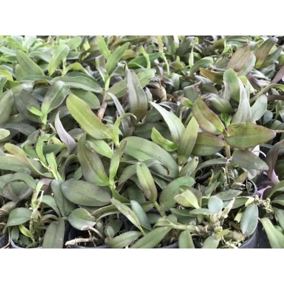 Dã hạc dilinh 2019