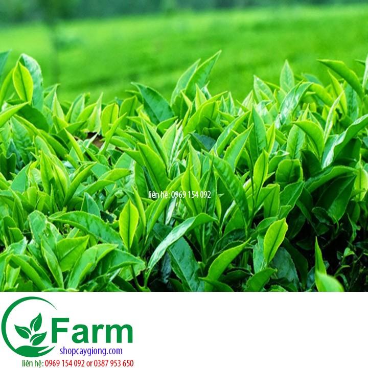 Cây trà xanh cây đẹp chuẩn giống