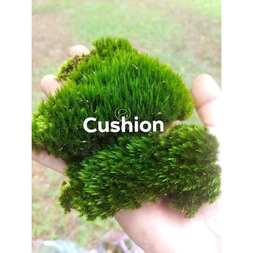 Rêu dùng cho bán cạn, tiểu cảnh
