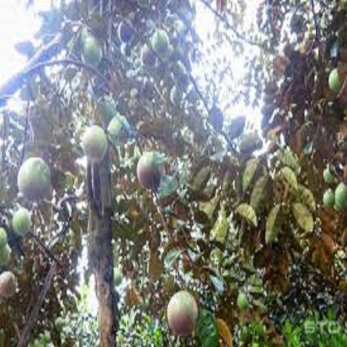 CÂY GIỐNG VÚ SỮA TÍM HÀNG GIEO HẠT