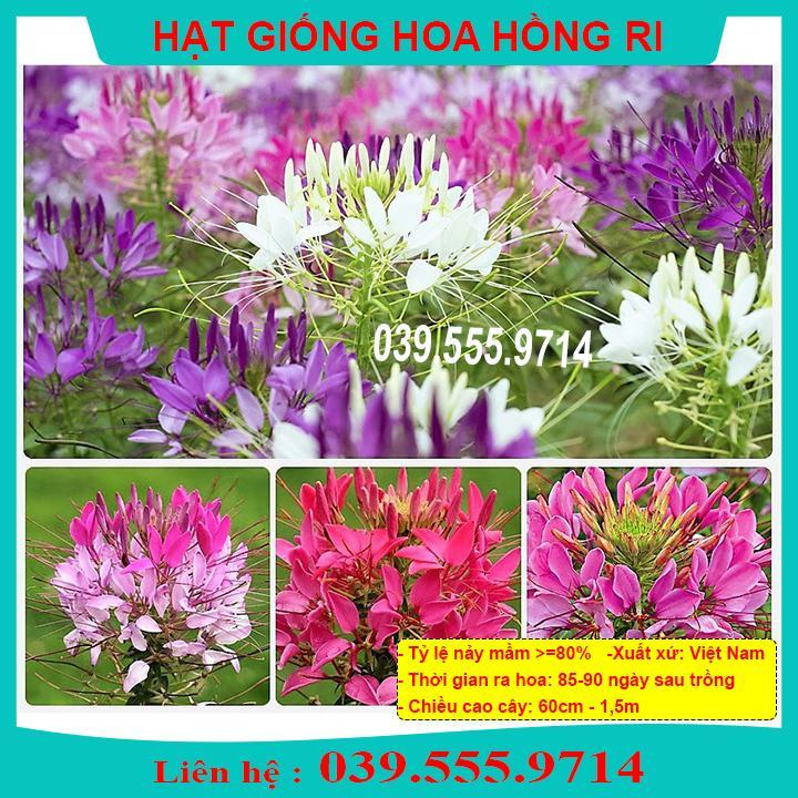 HẠT GIỐNG HOA HỒNG RI DỄ TRỒNG, DỄ CHĂM
